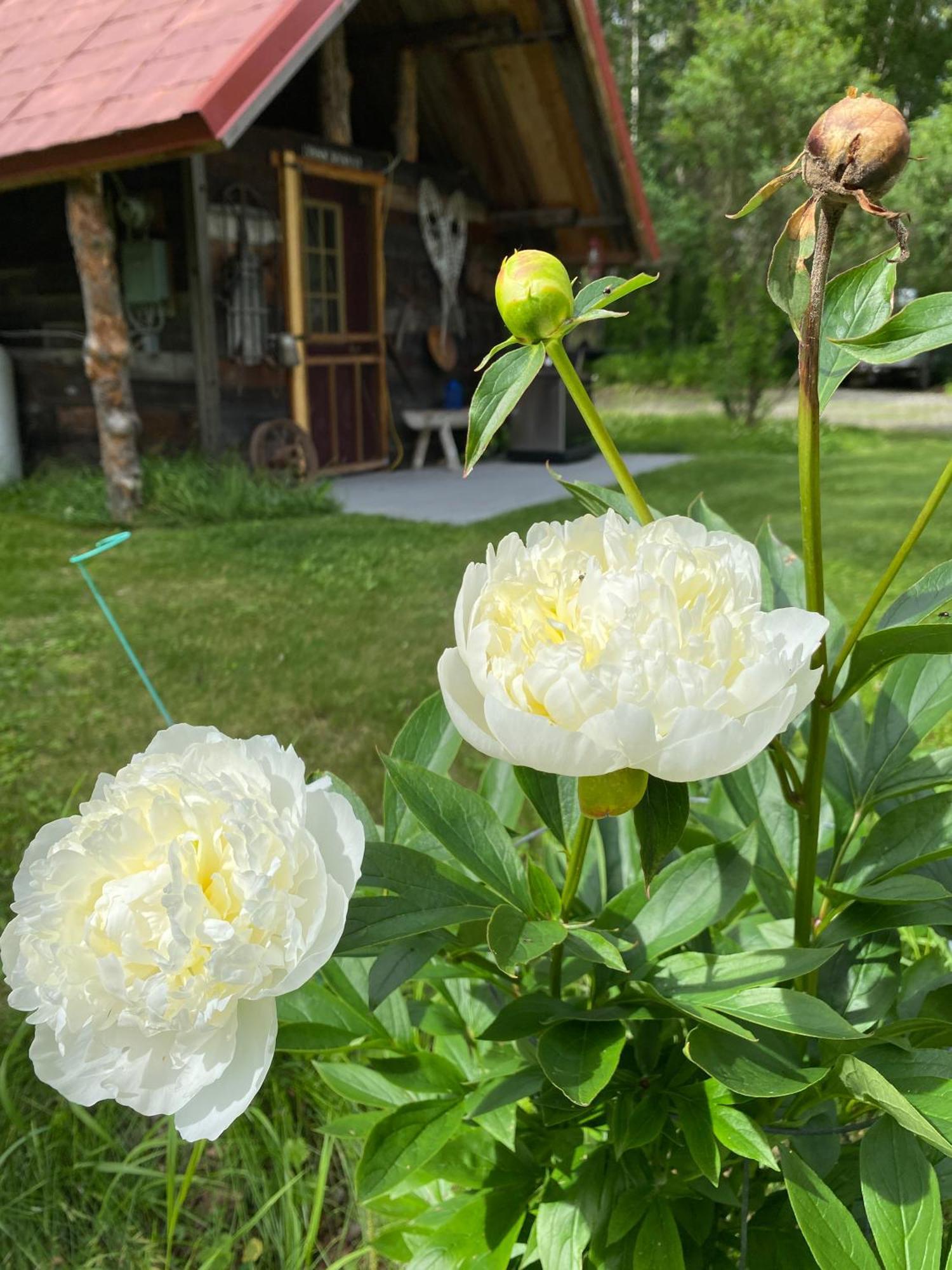 Trapper John'S Cabin & Cottages Talkeetna Exteriér fotografie